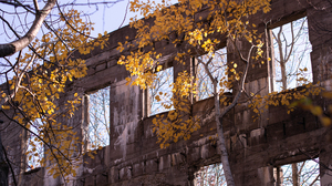 Abandoned Concrete Foliage Birch Kyle Larivee Trees Leaves Fall 3840x2160 Wallpaper