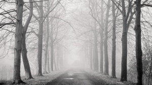 Fog Monochrome Nature Road Tree Tree Lined 2048x1366 Wallpaper