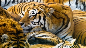 Animal Tiger 1920x1200 Wallpaper