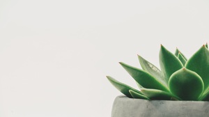 Succulent Plants Simple Background White Background Minimalism Leaves 6000x4000 Wallpaper