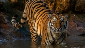 Animal Tiger 3200x2000 wallpaper