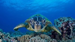 Coral Sea Life Turtle Underwater 1920x1080 Wallpaper