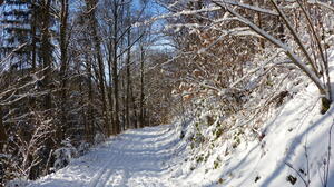 Winter Snow Nature Path Trees 3840x2160 Wallpaper
