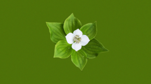 Buncheberry Nature Minimalism Simple Background Green Background Flowers Plants Green 1920x1080 Wallpaper
