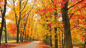 Fall Foliage Road Tree Tree Lined 1920x1275 Wallpaper
