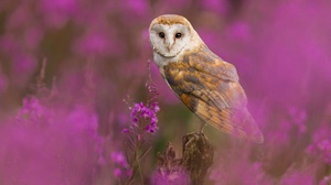 Owl Bird Wildlife Purple Flower 2000x1333 Wallpaper