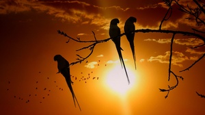 Bird Silhouette Branch Sunset 3840x2160 Wallpaper
