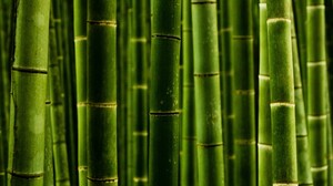 Bamboo Grove Wallpaper 4K Green background Green leaves 6885