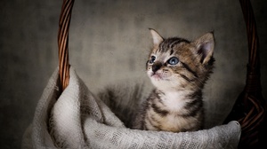 Baby Animal Kitten Pet 4536x3056 Wallpaper