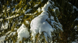 Photography Trees Snow Ice Pine Needles Outdoors Plants Greenery Nature 2048x1365 Wallpaper