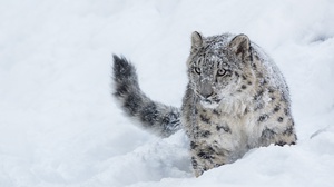 Big Cat Snow Snow Leopard Wildlife Winter Predator Animal 2000x1333 Wallpaper