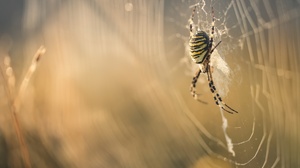 Arachnid Macro Spider Web 2048x1365 wallpaper