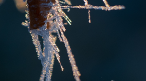 Nature Seasons Vertical Frost 1080x1920 Wallpaper