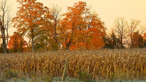 Fall Corn Trees 1920x1200 Wallpaper