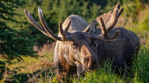 Moose Nature Depth Of Field Animals Mammals Horns Antlers Grass 3840x2160 wallpaper
