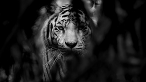 Black Amp White Big Cat Wildlife Predator Animal 2560x1706 Wallpaper