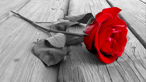 Selective Color Flower Red Rose 2560x1600 Wallpaper