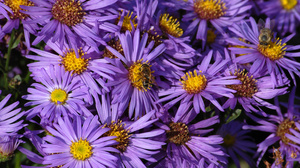 Flower Purple Flower 3008x2000 Wallpaper