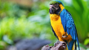 Animal Blue And Yellow Macaw 3523x2348 Wallpaper