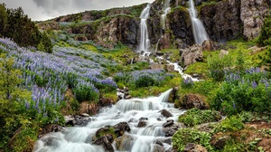 Iceland Lupine Flower Nature Stream Cliff 2000x1333 Wallpaper