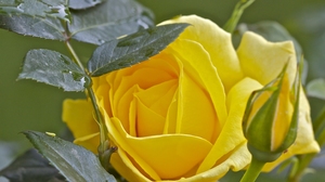 Macro Bud Yellow Flower Yellow Rose Water Drop 3054x2036 Wallpaper