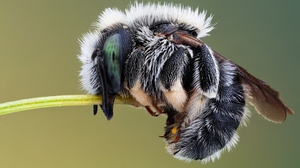 Bees Macro Insect Animals Depth Of Field Closeup Nature 3840x2400 Wallpaper