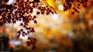 Nature Leaves Fall Trees Plants Outdoors 3840x2160 Wallpaper