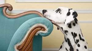 Cute Dalmatian Dog 1920x1200 Wallpaper