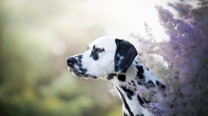 Dalmatian Depth Of Field Dog Pet 2048x1367 Wallpaper