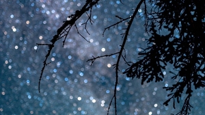Starry Night Stars Nature Branch 1200x1708 Wallpaper