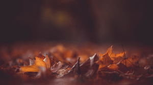 Fall Foliage Leaves Bokeh Kristian Seedorff 3840x2160 Wallpaper