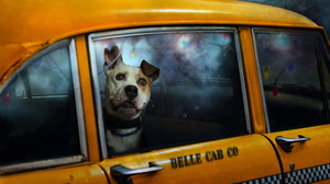 Animal Dog Taxi 2560x1600 Wallpaper