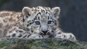 Baby Animal Cub Snow Leopard Wildlife 1995x1334 Wallpaper