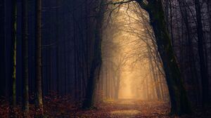 Nature Landscape Forest Fall Trees Sunlight Shadow 6000x4000 Wallpaper