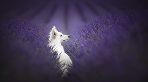 Dog Lavender 2047x1338 Wallpaper
