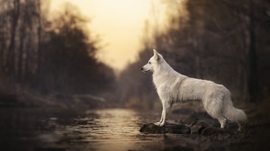 Swiss Shepherd Dog Bokeh White Animals Water 2048x1365 Wallpaper