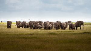 Nature Landscape Grass Elephant Birds Clouds Kenya 7952x5304 Wallpaper