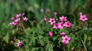 Photography Nature Flowers Plants Spring Pink Outdoors 4640x2610 Wallpaper