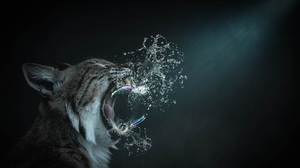 Bubble Splash Bobcat Predator Animal 4000x2592 Wallpaper