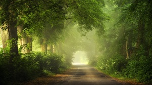 Nature Forest Greenery Fog 2048x1367 Wallpaper