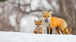 Cub Fox Red Fox Snow Winter 2048x1367 Wallpaper