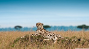 Cheetah 1366x768 Wallpaper