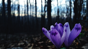 Nature Forest Leaves Trees Beech Flowers Crocus Mountains Bokeh Spring Blurred 3840x2160 Wallpaper