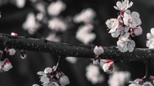 Nature Flowers Cherry Blossom Branch Blurred Blurry Background Closeup 5120x1440 Wallpaper
