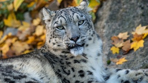 Big Cat Snow Leopard Stare Wildlife Predator Animal 3840x2335 Wallpaper