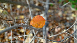 Nature Leaves Fall Forest Outdoors Photography 6016x3384 wallpaper