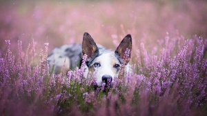 Dog Heterochromia Lavender Pet Purple Flower 2048x1368 Wallpaper