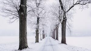 Road Snow Tree Lined Winter 5635x3757 Wallpaper