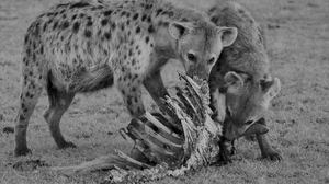 Africa Bones Eating Maasai Mara National Reserve Predator Animal Wildlife 3257x2136 Wallpaper