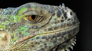 Close Up Eye Iguana Lizard Portrait Reptile 2656x1771 Wallpaper